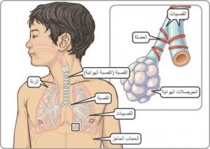 اعراض حساسية الجهاز التنفسي , كيفيه الوقايه من حساسيه الجهاز التنفسي , 