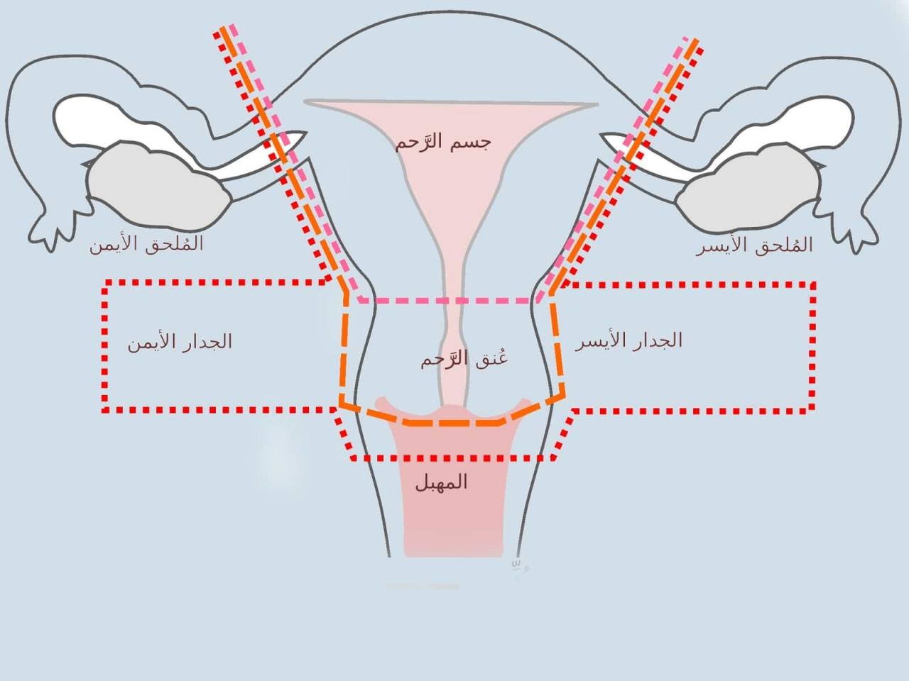 تجربتي مع هواء الرحم - اسهل طريقة لتخلص من كرش الولادة 2071 3