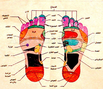 خريطة الجسم في باطن القدم 147 1