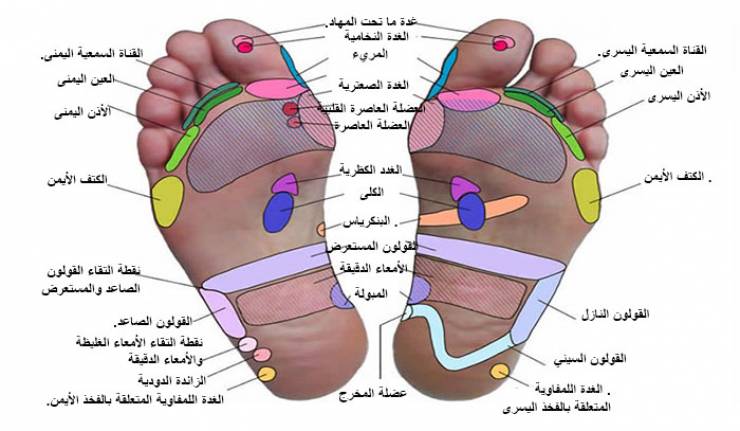 خريطة الجسم في باطن القدم 147 6