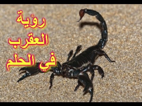 رايت العقرب في المنام - اعرف دلالة رؤية العقرب في الحلم 3103 1