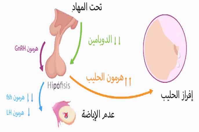 هل ارتفاع هرمون الحليب خطير - ماهي اسباب ارتفاع هرمون الحليب 1710 8