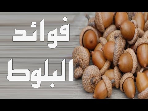 فوائد البلوط للحامل - تعرف علي اهمية ثمار البلوط