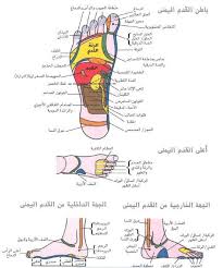 خريطة الجسم في باطن القدم 147 3