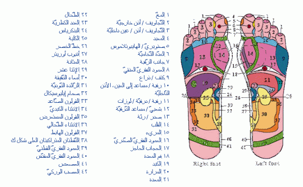 خريطة الجسم في باطن القدم 147