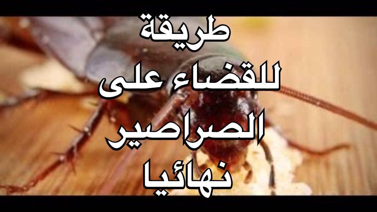 وصفة للقضاء على الصراصير