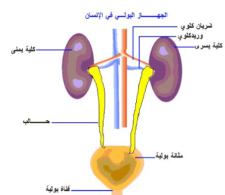 التهاب الجهاز البولي , اسباب و علاج التهاب المسالك البوليه