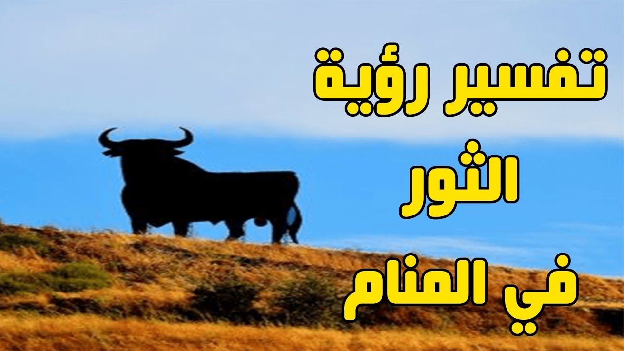 رؤية الثور الاسود في المنام - تفسير رؤية الثور في الحلم 4047 1