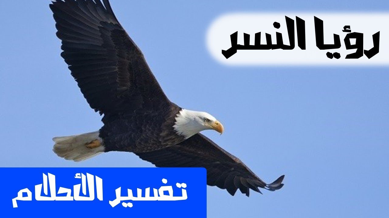 تفسير رؤية النسر في المنام - قوة النسر لها تفسير مزهل فى رؤيته فى الحلم 419 10