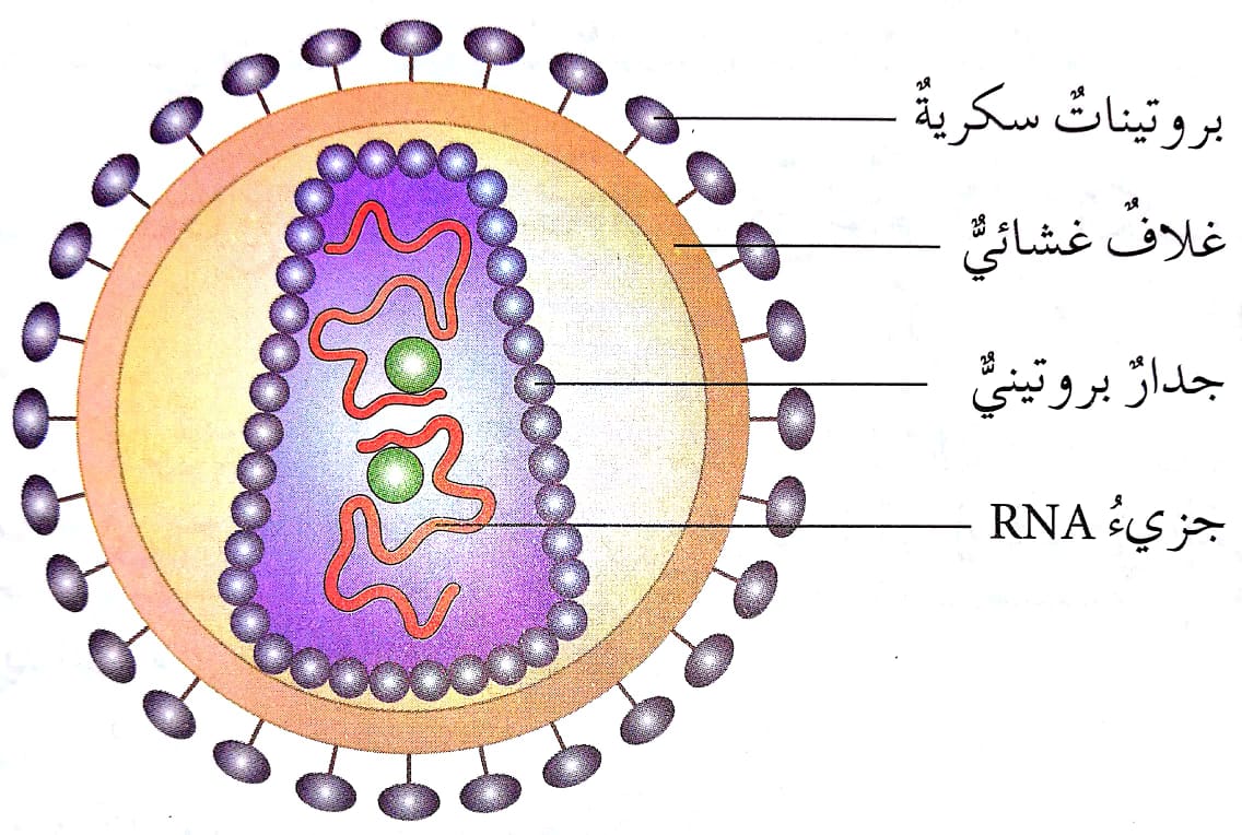 ما هو الفيروس - تعرف معني الفيروس 3539