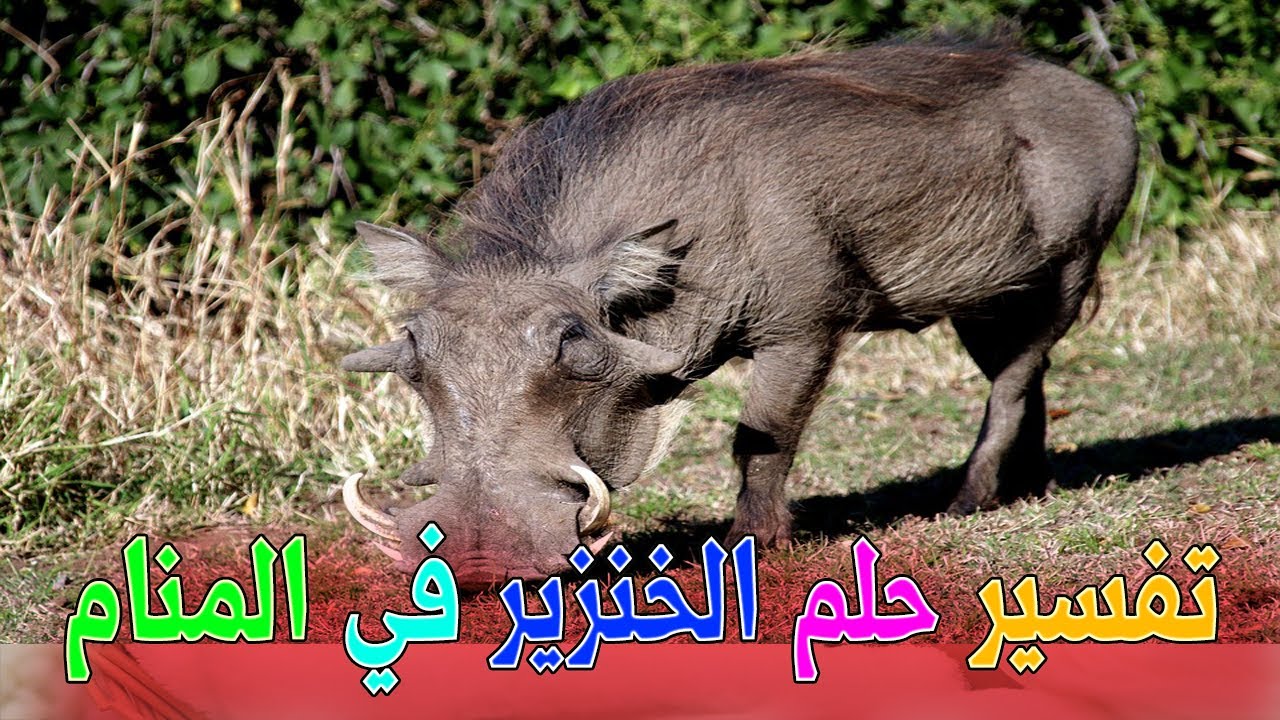 رؤية الخنزير في الحلم , سبحان الله معقول ده يكون تفسير ...